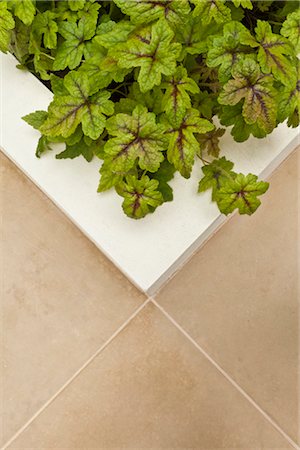 A compact patio garden in London. Designed by Modular. Detail of walled, raised bed with Heuchera 'Alabama Sunrise' leaves. Photographed in June. Architects: Modular Stock Photo - Rights-Managed, Code: 845-03777651