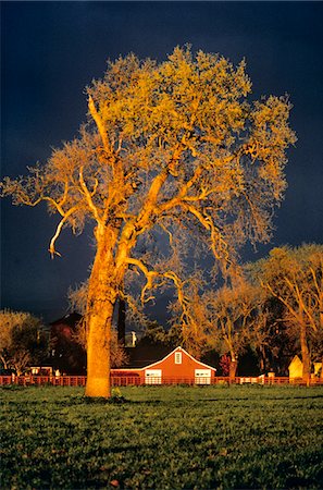 1980s BIG TREE FARM BARN DRAMATIC LIGHT STORMY SKY AUTUMN Stock Photo - Rights-Managed, Code: 846-05645697
