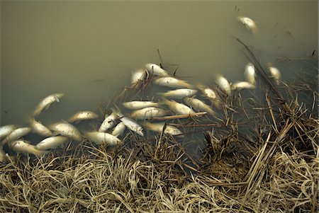 ANNÉES 80 POISSONS TUENT EN ÉTANG CARPES MORTES FLOTTENT DANS L'EAU RURAL VERMONT Photographie de stock - Rights-Managed, Code: 846-05645785