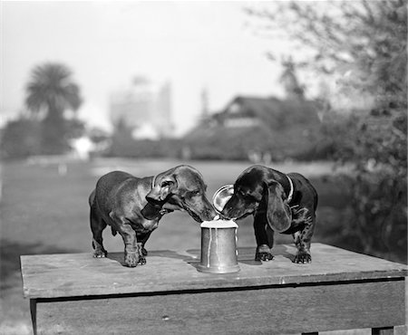 1890s TWO DACHSHUND PUPPIES LAPPING BEER FROM STEIN Stock Photo - Rights-Managed, Code: 846-05645912