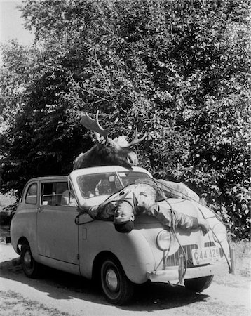 1940s - 1950s MOOSE DRIVING CAR WITH MAN STRAPPED TIED TO THE HOOD Foto de stock - Direito Controlado, Número: 846-05646161