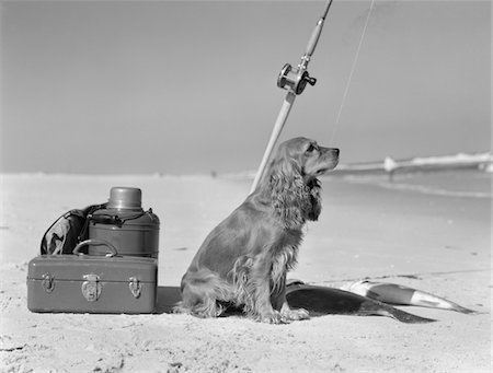 dog black and white photo - COCKER SPANIEL DOG STANDING GUARD OVER TWO CAUGHT FISH AND FISHING EQUIPMENT Stock Photo - Rights-Managed, Code: 846-05646267