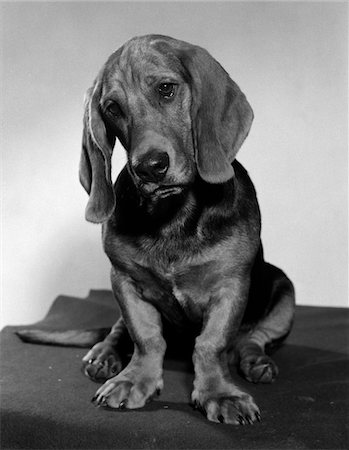 simsearch:846-03165115,k - BASSET HOUND PUPPY LOOKING SAD HEAD TILTED TO ONE SIDE Foto de stock - Con derechos protegidos, Código: 846-05646260