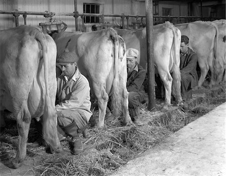 dairy farm milking - 1930s - 1940s THREE MEN HAND MILKING THREE MILK COWS IN DAIRY BARN FARMING Stock Photo - Rights-Managed, Code: 846-05646262