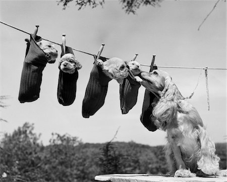 dog black and white photo - 1950s MOTHER COCKER SPANIEL TENDING HER 4 PUPPIES HANGING IN SOCKS ON A LAUNDRY CLOTHESLINE Stock Photo - Rights-Managed, Code: 846-05646289
