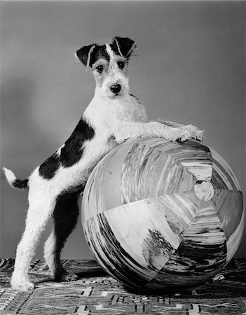 simsearch:846-03165115,k - 1940s TERRIER IN PLAYFUL POSE FRONT PAWS UP ON LARGE BALL READY TO PLAY Foto de stock - Con derechos protegidos, Código: 846-05646291