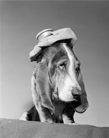 simsearch:846-05645871,k - 1960s BASSET HOUND WITH ICE BAG PACK ON TOP OF HIS HEAD SICK HANG OVER HEADACHE Foto de stock - Direito Controlado, Número: 846-05646293