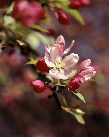 domestica - CLOSE-UP APPLE BLOSSOMS Stock Photo - Rights-Managed, Code: 846-05646637