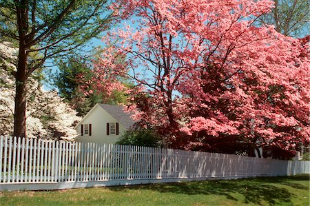 1990s SPRING BLOSSOMS WHITE PICKET FENCE Stock Photo - Rights-Managed, Code: 846-05646661