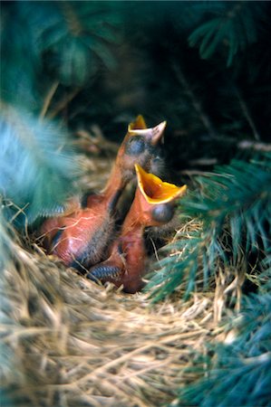 simsearch:846-05646675,k - BABY BIRDS IN NEST WAITING TO BE FED Foto de stock - Con derechos protegidos, Código: 846-05646674