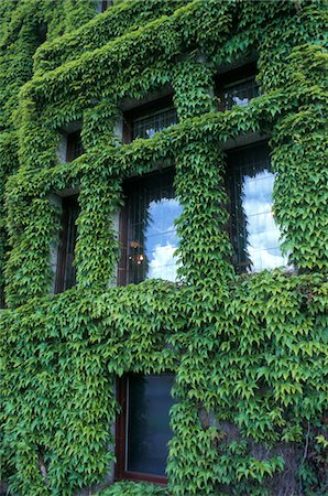 IVY COVERED WALLS OF EMPRESS HOTEL VICTORIA, CANADA Stock Photo - Rights-Managed, Code: 846-05646676