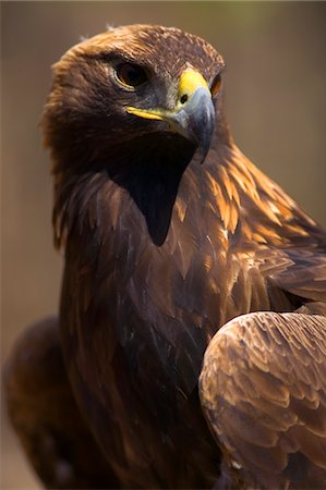 simsearch:846-05646675,k - GOLDEN EAGLE Aquila chrysaetos Foto de stock - Con derechos protegidos, Código: 846-05646677