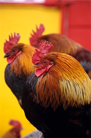 simsearch:846-03163984,k - RHODE ISLAND RED ROOSTERS ARAN ISLANDS IRLANDE Photographie de stock - Rights-Managed, Code: 846-05646685