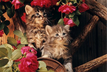 ANNÉES 1980 - ANNÉES 1980 DEUX CHATONS MONTÉE SUR CHARIOT ROUE AU MILIEU DES ROSES ROUGES SAUVAGES Photographie de stock - Rights-Managed, Code: 846-05646726