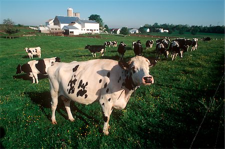 pictures of farming in the 1990s - DAIRY CATTLE IN THE FIELD Stock Photo - Rights-Managed, Code: 846-05646733