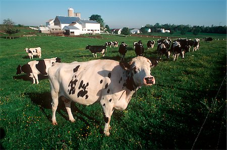 DAIRY CATTLE IN THE FIELD Foto de stock - Con derechos protegidos, Código: 846-05646733