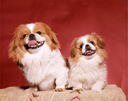 simsearch:846-09012877,k - 1970s TWO PEKINESE DOGS BROWN AND WHITE BIG LITTLE LEANING TONGUES OUT CUTE LOOKING AT CAMERA Stock Photo - Rights-Managed, Code: 846-05646794