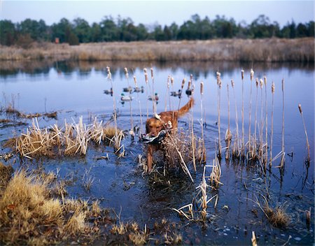 1990s GOLDEN RETRIEVER CARRYING BIRD IN MOUTH THROUGH MARSH LAKE Foto de stock - Con derechos protegidos, Código: 846-05646802