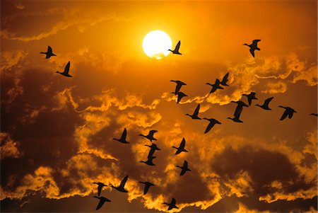 flock of birds - 1980s FLYING DUCKS SUNSET SILHOUETTE Stock Photo - Rights-Managed, Code: 846-05646810