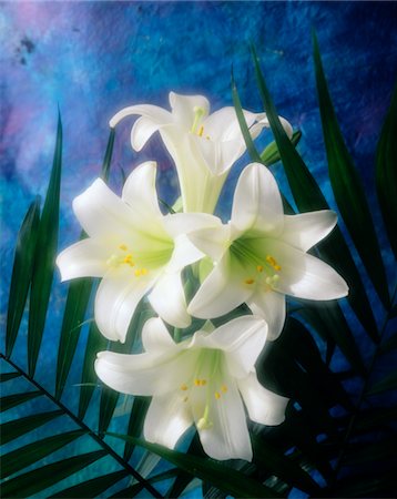 1990s 4 WHITE EASTER LILIES BLUE BACKGROUND Stock Photo - Rights-Managed, Code: 846-05646837