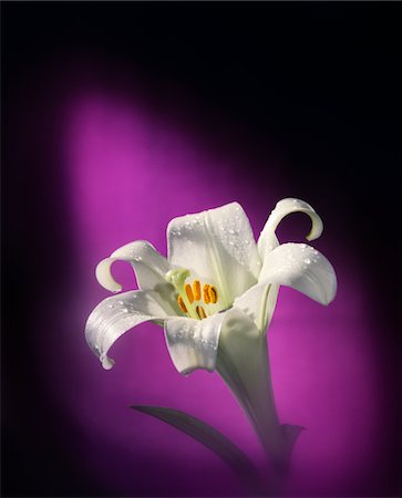 flowers white backgrounds - 1980s EASTER LILY Lilium longiflorum PURPLE BACKGROUND Stock Photo - Rights-Managed, Code: 846-05646832