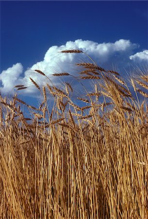 WHEAT HEADS & CLOUDS IN NEBRASKA Stock Photo - Rights-Managed, Code: 846-05646859