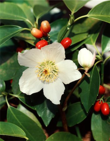 simsearch:846-05645836,k - 1980s CLOSE UP OF A POISONOUS WHITE CHRISTMAS ROSE OR BLACK HELLEBORE Helleborus niger BLOSSOM AND SEEDS Stock Photo - Rights-Managed, Code: 846-05646866
