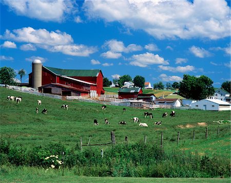 1990s AMISH FARM BUNKER HILL, OHIO Foto de stock - Con derechos protegidos, Código: 846-05646886
