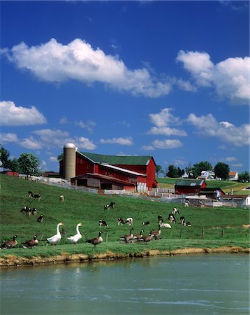 1990s AMISH FAMILY FARM BUNKER HILL OHIO Foto de stock - Con derechos protegidos, Código: 846-05646887