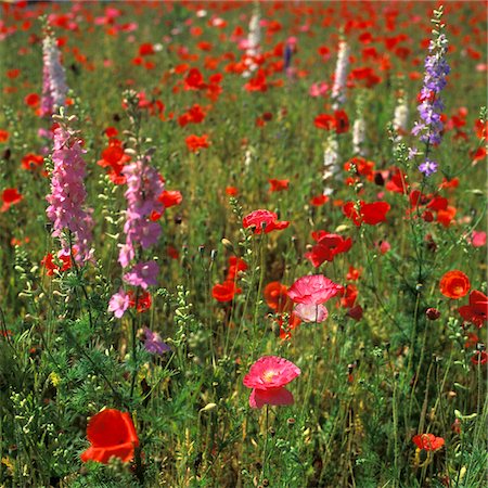 POPPIES AND WILDFLOWERS BLOOMING IN SUMMER Stock Photo - Rights-Managed, Code: 846-05646911