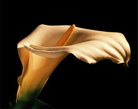 simsearch:846-03164419,k - BLOOM OF WHITE CALLA LILY ZANTEDESHCIA AETHIOPICA Stock Photo - Rights-Managed, Code: 846-05646924