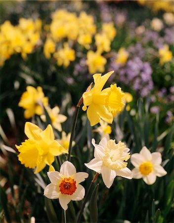 YELLOW DAFFODILS AND JONQUILS Stock Photo - Rights-Managed, Code: 846-05646930