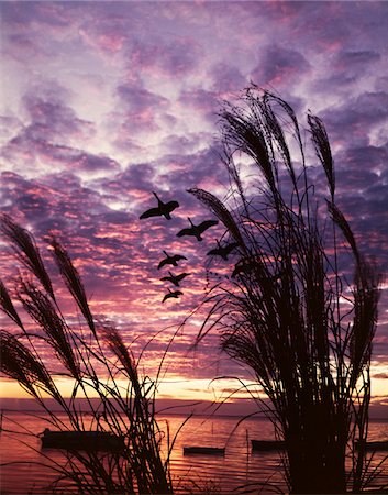 simsearch:846-06112047,k - GEESE IN FLIGHT OVER LAKE SUNSET SILHOUETTED GRASS Foto de stock - Con derechos protegidos, Código: 846-05646947