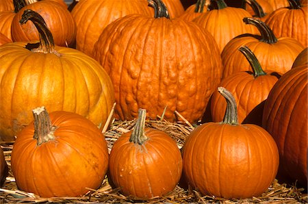 AUTUMN HARVEST DISPLAY PUMPKINS VERMONT USA Stock Photo - Rights-Managed, Code: 846-05647002