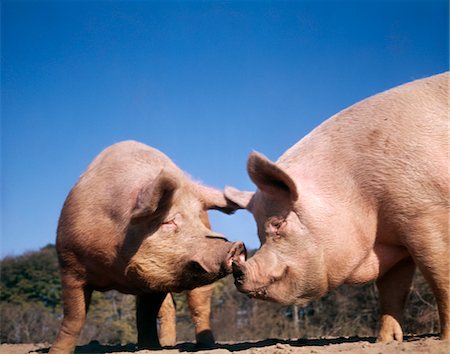 snout - TWO PIGS NOSE TO NOSE Foto de stock - Con derechos protegidos, Código: 846-05647024