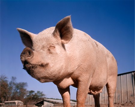 swine - STANDING PIG WITH DIRTY NOSE Stock Photo - Rights-Managed, Code: 846-05647026