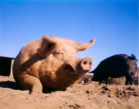 porcile - PIG SITTING IN DIRT Fotografie stock - Rights-Managed, Codice: 846-05647028