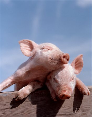 simsearch:846-05646848,k - TWO PIGLETS LEANING AGAINST EACH OTHER ON FENCE RAIL Stock Photo - Rights-Managed, Code: 846-05647022