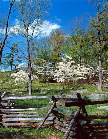 rail fence - SPRING SCENIC DOGWOOD BLOSSOMS NATIONAL BATTLEFIELD GETTYSBURG PA Stock Photo - Rights-Managed, Code: 846-05647047