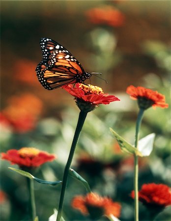 simsearch:846-05647056,k - PAPILLON MONARQUE SUR ZINNIA ORANGE Photographie de stock - Rights-Managed, Code: 846-05647056