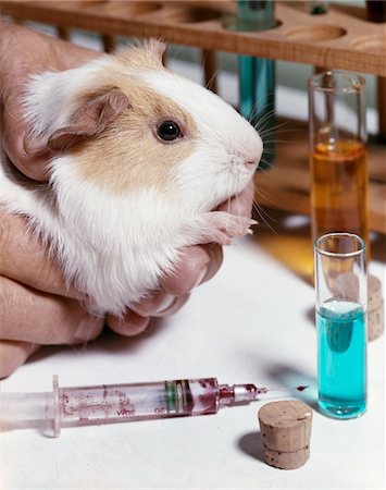 simsearch:846-02796432,k - 1960s HANDS HOLDING GUINEA PIG HEAD NEAR SYRINGE TEST TUBES Stock Photo - Rights-Managed, Code: 846-05647174