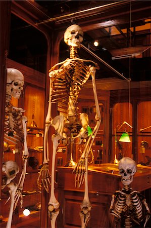 squelette - PHILADELPHIE, PA SQUELETTE HUMAIN DU COLLÈGE MUTTER MUSEUM OF PHYSICIANS Photographie de stock - Rights-Managed, Code: 846-05647346