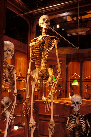 simsearch:846-03164304,k - PHILADELPHIA, PA HUMAN SKELETON AT THE MUTTER MUSEUM COLLEGE OF PHYSICIANS Foto de stock - Con derechos protegidos, Código: 846-05647346