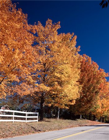 simsearch:846-03166119,k - AUTUMN SCENIC ROAD YELLOW GOLD TREES FOLIAGE KEARSARGE NEW HAMPSHIRE Stock Photo - Rights-Managed, Code: 846-05647368