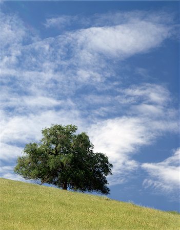 blue oak tree on a field of white