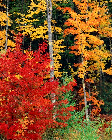 COLORFUL AUTUMN TREES NORTH CONWAY NEW HAMPSHIRE Stock Photo - Rights-Managed, Code: 846-05647538