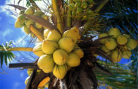 NAHAUFNAHME VON KOKOSNÜSSEN AUF PALM TREE PLAYA DEL CARMEN, MEXIKO Stockbilder - Lizenzpflichtiges, Bildnummer: 846-05647544