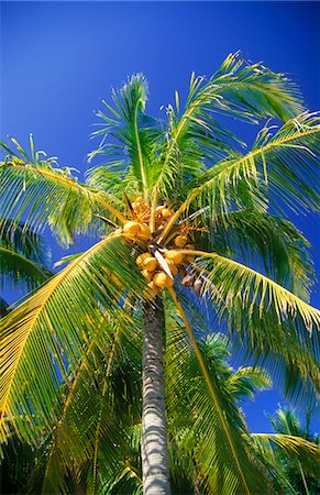 PALM TREE PLAYA DEL CARMEN, MEXICO Foto de stock - Con derechos protegidos, Código: 846-05647546