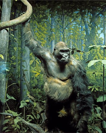 simiae - GEFÜLLTE Probe der MOUNTAIN GORILLA Gorilla Beringei Beringei IN DIORAMA DISPLAY NATURAL HISTORY MUSEUM PRÄPARATOREN vom Aussterben bedrohte Arten GREAT APE Stockbilder - Lizenzpflichtiges, Bildnummer: 846-05647611