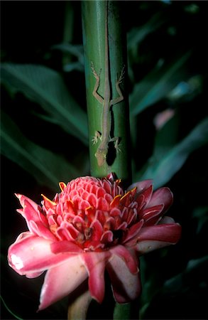 soufriere - LIZARD ON STALK ABOVE WAX LILY SOUFRIERE ST. LUCIA WEST INDIES Fotografie stock - Rights-Managed, Codice: 846-05647628